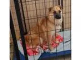 Adopt Lady a Australian Shepherd