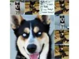 Adopt Koby Teeth a Siberian Husky Australian Cattle Dog (Blue He