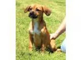 Adopt Ryder a TanYellowFawn - with Black Beagle  Pug  Mixed dog 