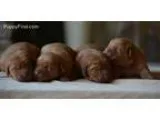 Well mannered Yorkshire Terrier puppies available now
