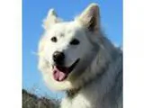 Adopt Aussie a German Shepherd Dog
