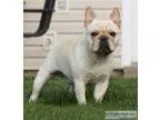 AKC Champion sired French Bulldog male stud for sale