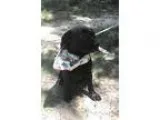 Adopt Cassie Pleasant LOCAL a Black - with White Labrador Retrie