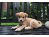 Adopt Kipper a TanYellowFawn Shiba Inu  Golden Retriever  Mixed 