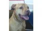 Adopt Brooklyn a TanYellowFawn Pit Bull Terrier  Mixed dog in Si