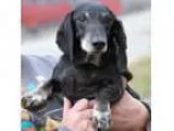 Adopt Willy a Dachshund