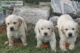 AKC beautiful Golden Retriever puppies