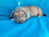 Adopt Little Bit a TanYellowFawn - with Black Beagle  Mixed dog 