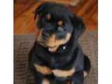 Reds Rottweiler Puppies.