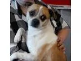 Adopt Doobie a Tricolor (TanBrown and Black and White) Pug  Beag