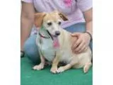 Adopt Gypsy Rose a RedGoldenOrangeCh estnut Dachshund  Mixed dog
