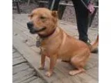 Adopt Gena Beana a Labrador Retriever Golden Retriever