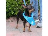 Adopt YODA a Black - with Tan Yellow or Fawn Miniature Pinscher 