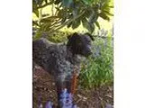 Adopt Karma a Australian Cattle Dog (Blue Heeler)