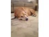 Adopt Emily 677 a RedGoldenOrangeCh estnut Golden Retriever  Mix