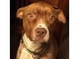 Adopt Colas a Pit Bull Terrier  Shepherd (Unknown Type)  Mixed d