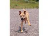 Adopt Rhett a RedGoldenOrangeCh estnut Retriever (Unknown Type) 