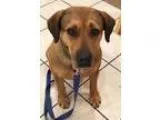 Adopt Remmie a Shepherd Rottweiler