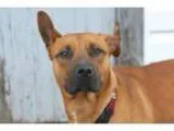 Adopt Diesel a American Staffordshire Terrier Retriever