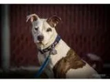 Adopt DeeDee a Pit Bull Terrier  Mixed dog in St. Louis MO (1503