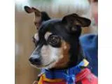Adopt Rufus a Black - with Tan Yellow or Fawn Miniature Pinscher