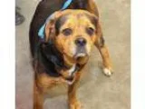 Adopt Matilda a Beagle Pug