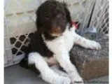 Standard Poodle Puppies