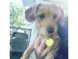 Adopt Charo a TanYellowFawn Terrier (Unknown Type Medium)  Mixed