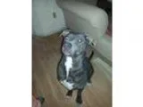 Adopt Lanka a Staffordshire Bull Terrier Weimaraner