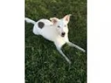 Adopt Sasha a Australian Shepherd