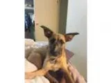 Adopt Zafira a Terrier