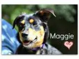 Adopt Maggie a Black - with Tan Yellow or Fawn Shepherd (Unknown