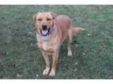 Adopt Caleb a Shepherd