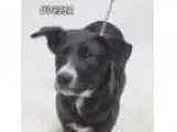 Adopt Odessa a Australian Cattle Dog (Blue Heeler)