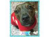 Adopt Alice a Brindle Pit Bull Terrier  Terrier (Unknown Type