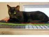 Adopt Gilda a Domestic Short Hair