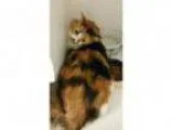 Adopt CONDO STARBURST a Calico or Dilute Calico Domestic Medi