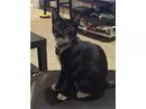 Tuxedo Kitten for Adoption 6 Months Old