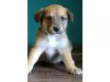 Adopt Wonder Woman a TanYellowFawn - with White Collie  Mixed do