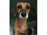 Adopt Bubby a BrownChocolate Beagle Pug Mixed dog in Pontiac M