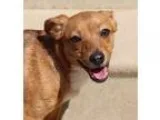Adopt Jelly Bean a TanYellowFawn - with White Terrier (Unknown T