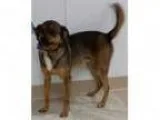 Adopt Buddy a BrownChocolate Pug Beagle Mixed dog in Urbana O