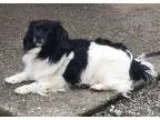 Adopt Chester a Spaniel Cavalier King Charles Spaniel