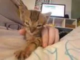 Adopt Freckles a American Shorthair cat in oklahoma city OK (154
