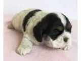 AKC Puppy 5