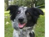 Adopt Shilo a Border Collie  Mixed dog in Modesto CA (15408714)