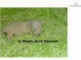AKC Sterling-GA- We offer delivery