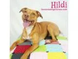 Adopt Hildi a Australian Terrier Retriever