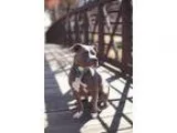 Adopt Tucker a GraySilverSalt and Pepper - with White Pit Bull T