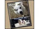 Adopt Myron a Australian Shepherd